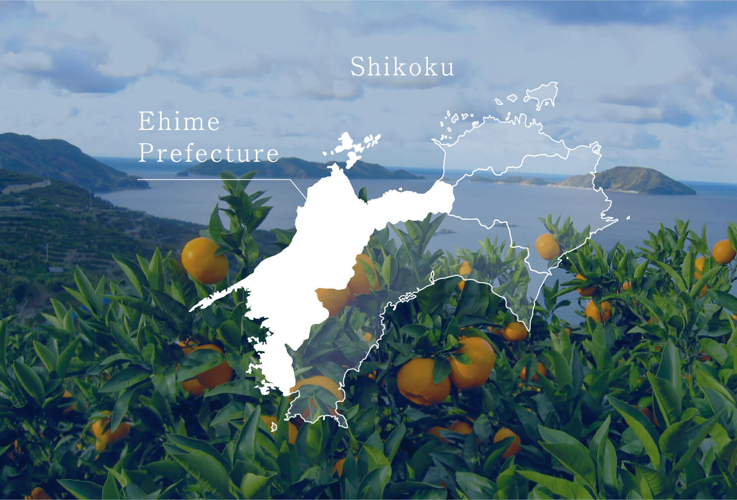 愛媛県の観光について